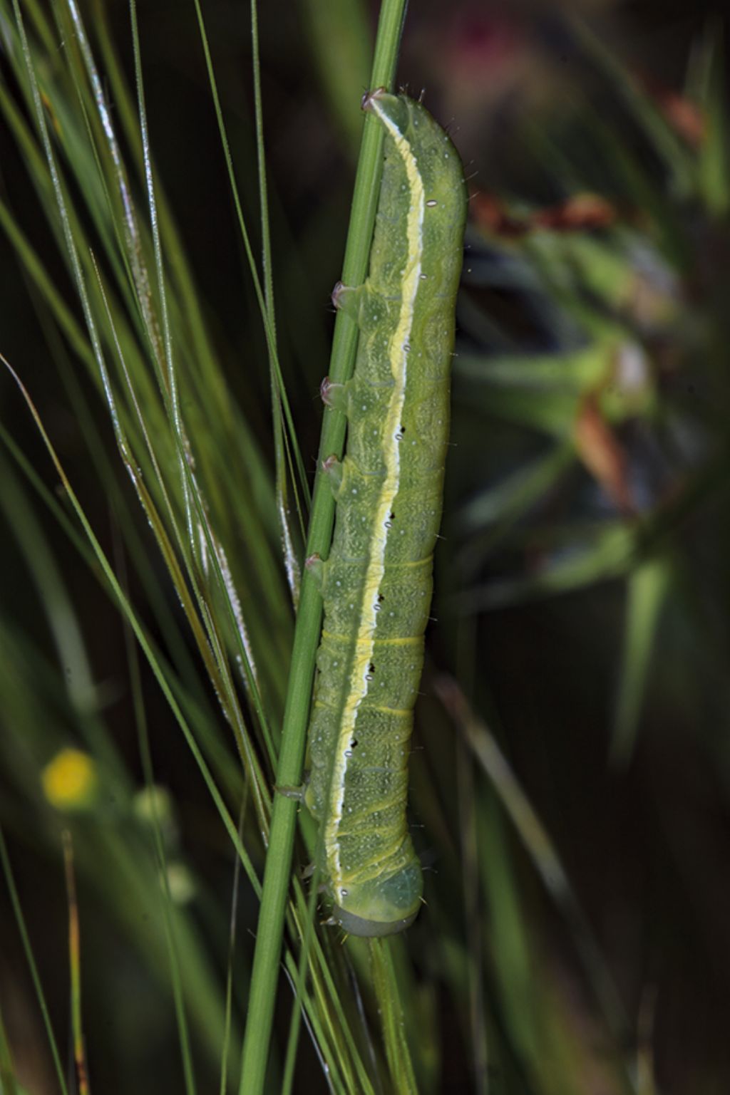 Larva da ID